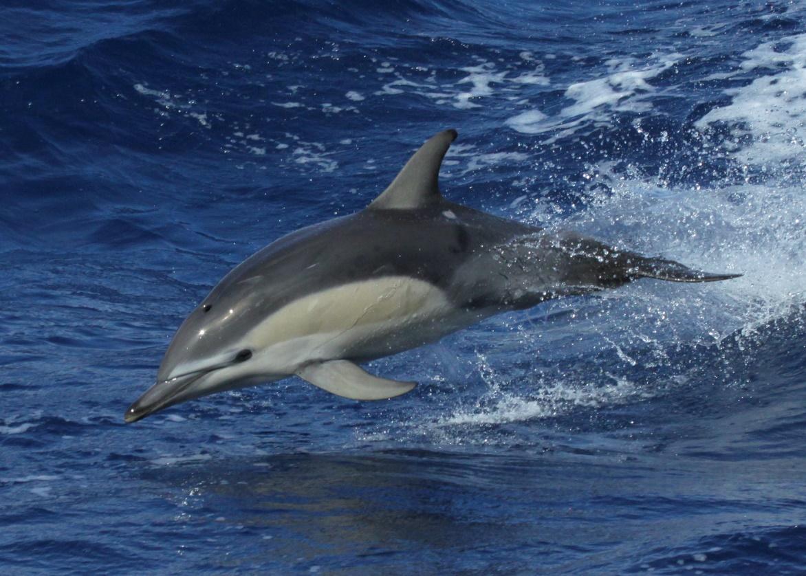 A dolphin leaping from the ocean