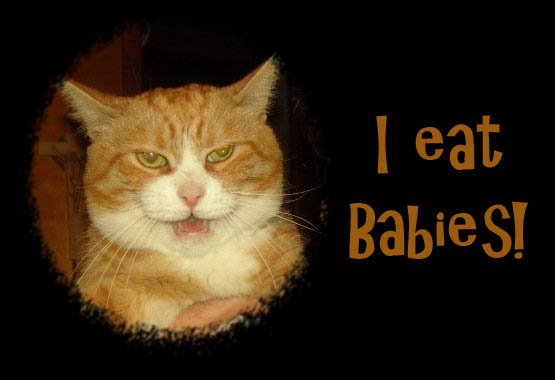 Marmalade glaring beside the words 'I Eat Babies'