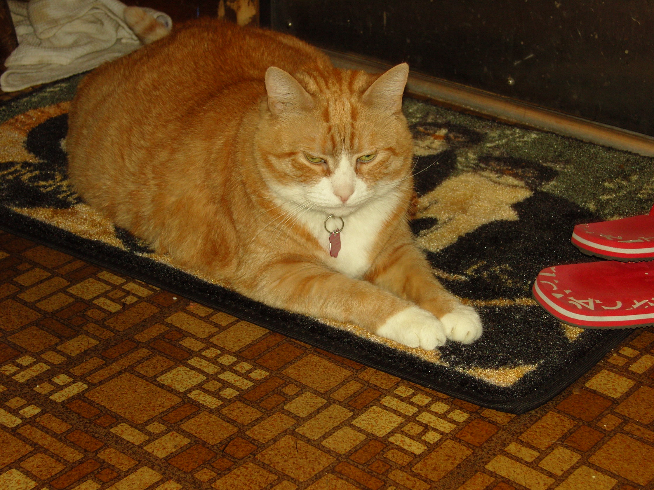 A fat cat on a mat