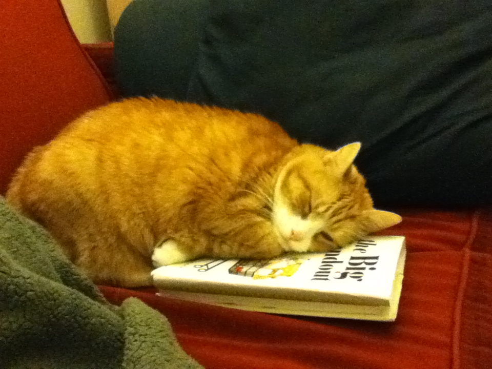 Marmalade sleeping with her head on a book